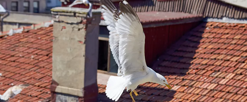 Residential Chimney Animal Removal Solution in Pleasant Grove, UT